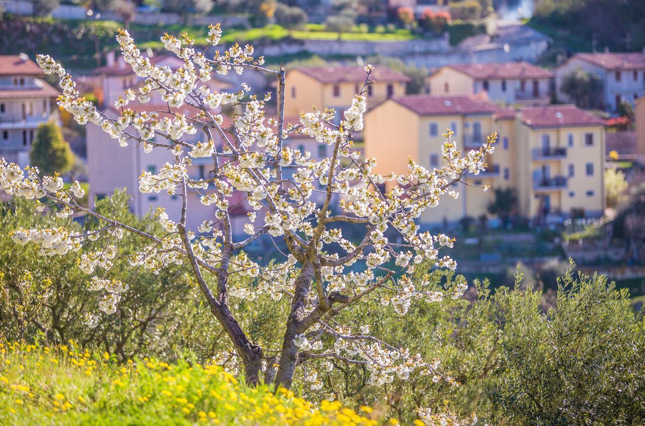 Valpolicella Homes Recioto Apartment SantʼAmbrogio di Valpolicella Екстериор снимка